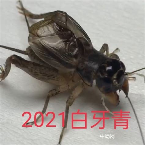 家中出現蟋蟀 龍年年份2024